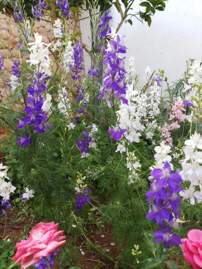 Mystery Garden Guest House ฟามากุสต้า ภายนอก รูปภาพ