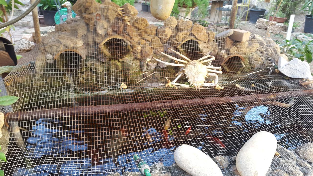 Mystery Garden Guest House ฟามากุสต้า ภายนอก รูปภาพ